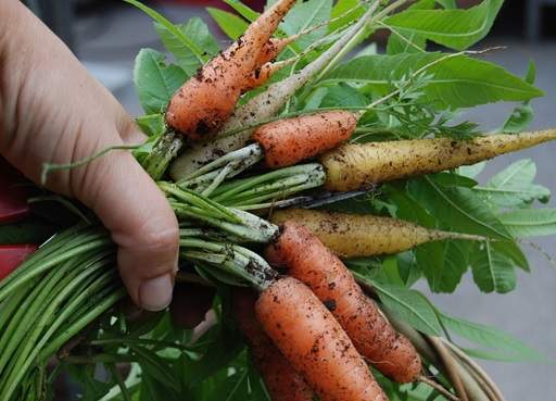 Harvesting carrotts